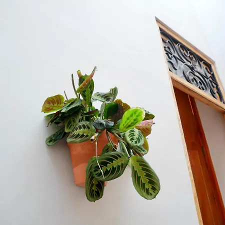 Bird House 3* Valencia